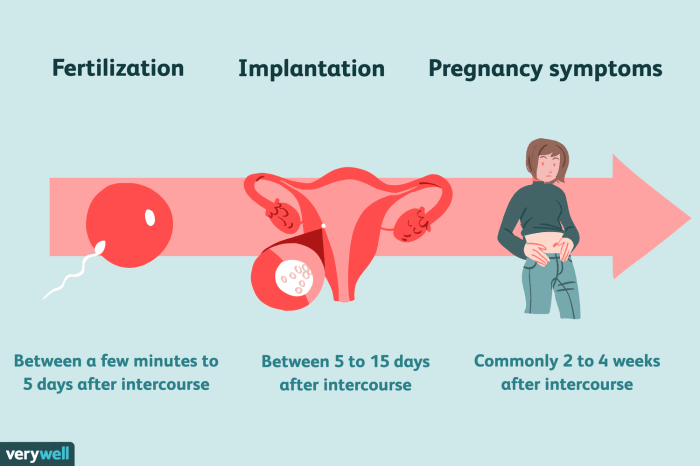 How long after egg donation can you get pregnant