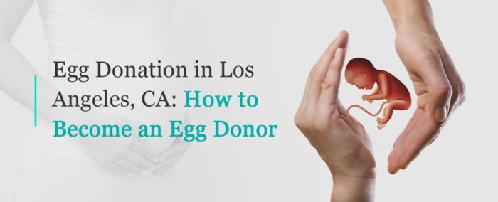 Egg donor process tampa donation donors apply