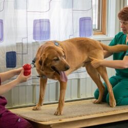 How much does an animal physical therapist make